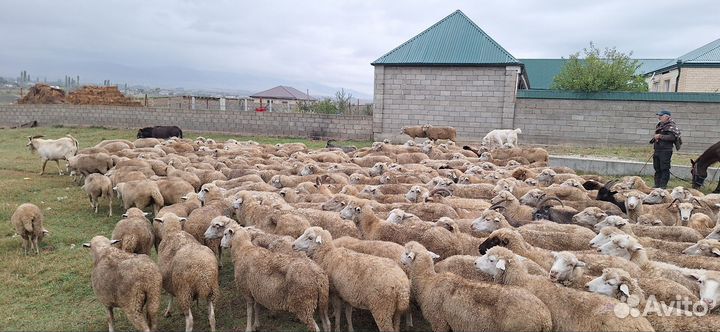 Овцы бараны