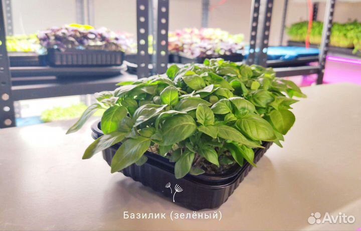 Микрозелень