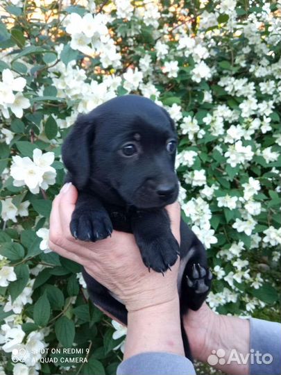 Двортерьерчики