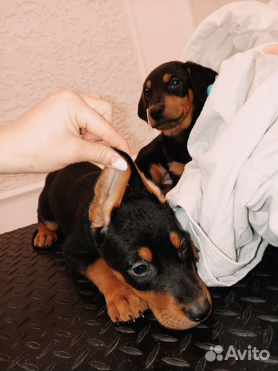 Доберман щенки Москва