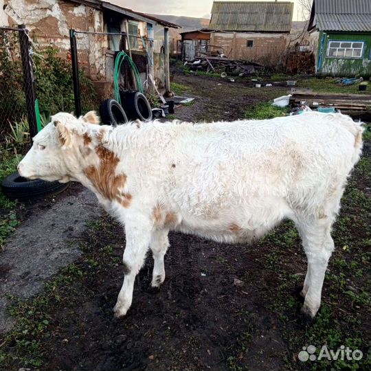 Телека 1 год 4 месяцев