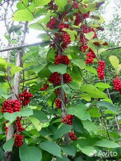 Китайский лимонник