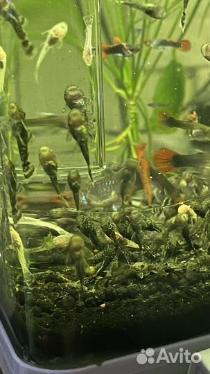 Анциструс сом