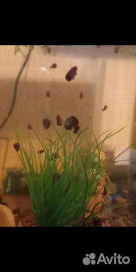 Улитки для аквариума