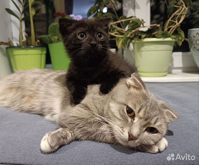 Котята в добрые руки