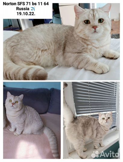 Шотландский кот страйт на вязку