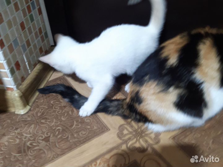 Кошка