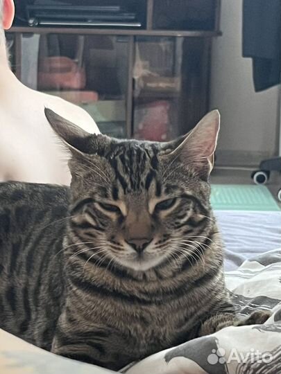 Бенгальский кот