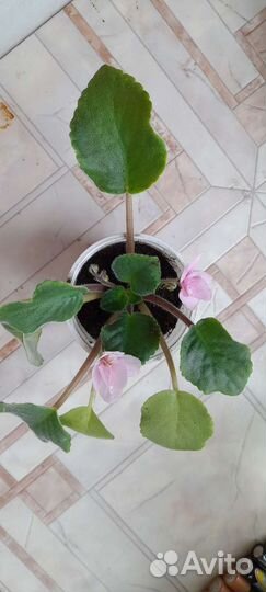 Фиалка розовая