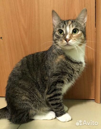 Кошка в дар бесплатно в добрые руки из приюта