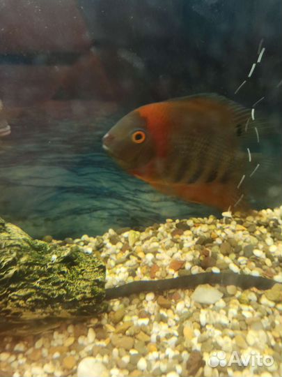 Северум Роткейл