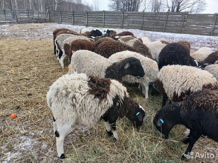 Овцы бараны ягнята дорпер
