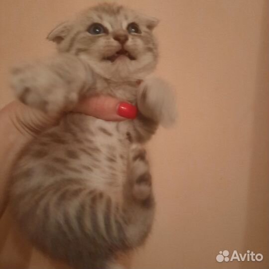 Продам котят