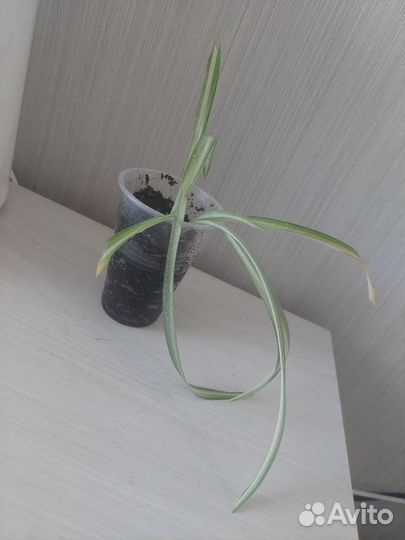 Хлорофитум