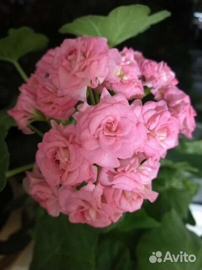 Пеларгония, герань