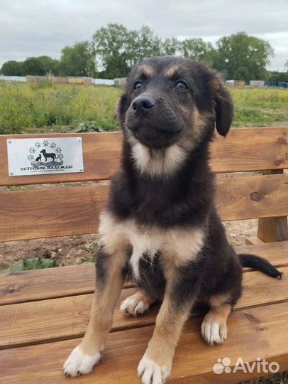 Красивый щенок ищет дом в добрые руки