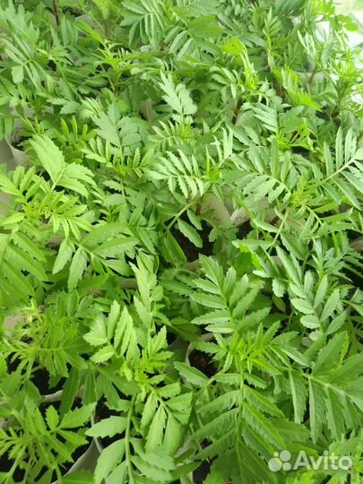 Рассада однолетних цветов