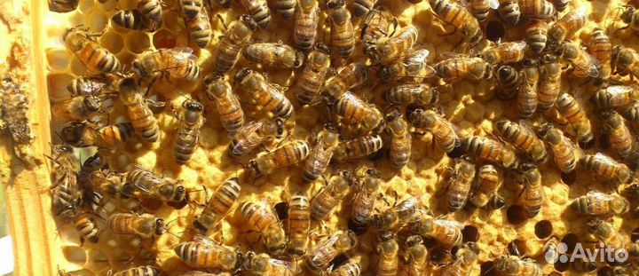 Пчелопакеты карника