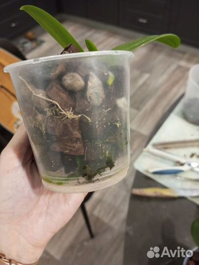 Орхидея фаленопсис детка