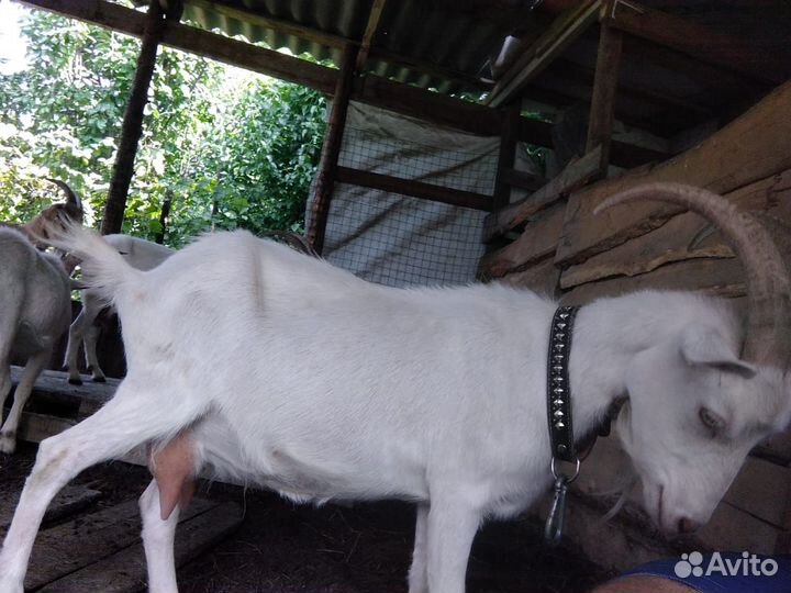 Козы дойные