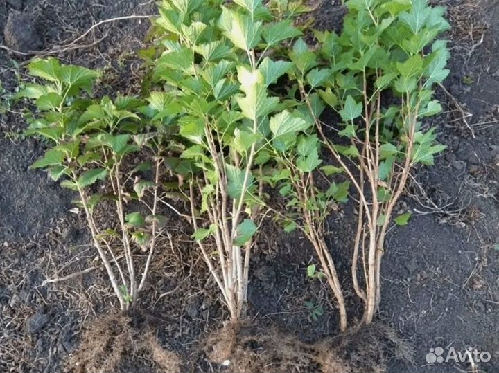 Саженцы крыжовника, смородины черной и красной