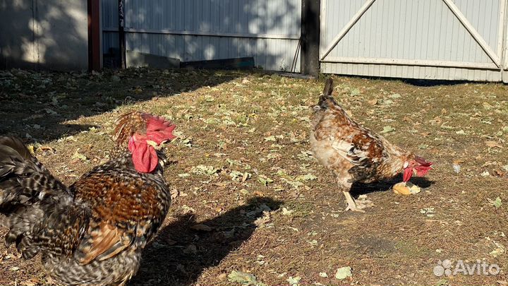 Молодые петухи