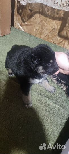 Щенки помесь немецкой овчарки