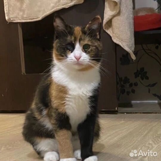 Котик и кошечка
