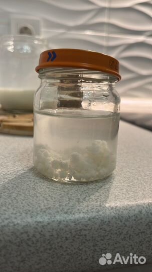 Тибетский молочный гриб