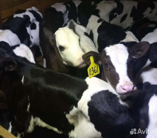 Бычки и телята