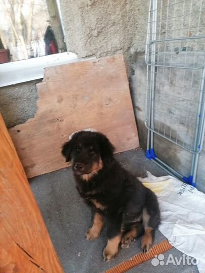 Щенки Бурят- монгольского волкодава (Хотошо)