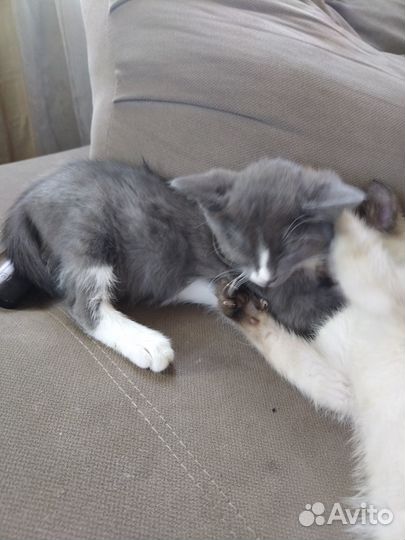 Котята ищут дом