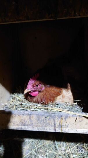 Наседка куруша