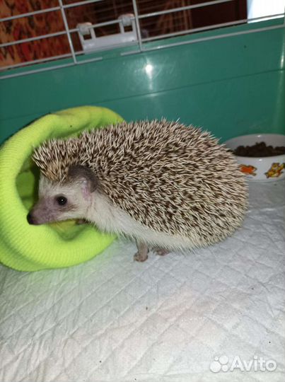 Африканский ежик