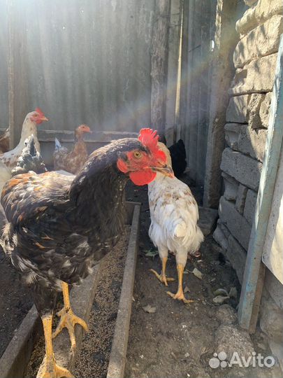 Молодые петухи