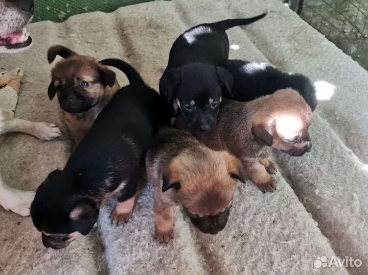 Щенки в добрые руки