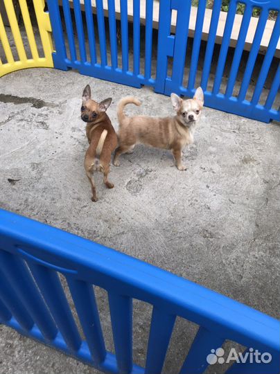 Чихуахуа тип кобби и тип дир