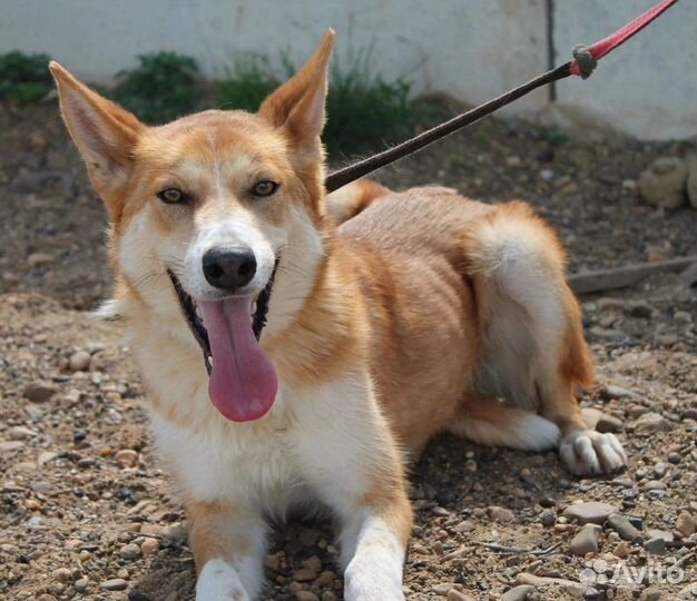 Амира рыжее солнышко