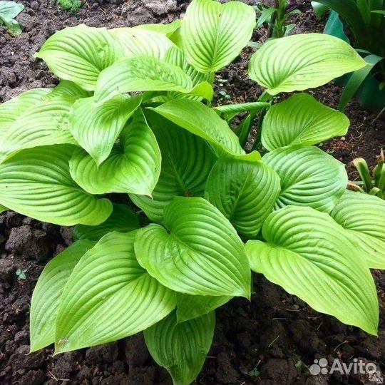 Хоста, лилейник, флокс