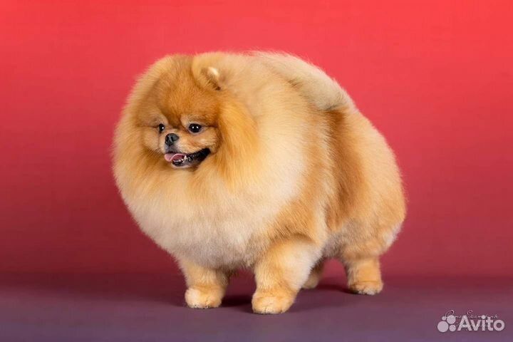 Померанский шпиц