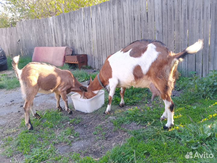 Коза дойная с козочкой