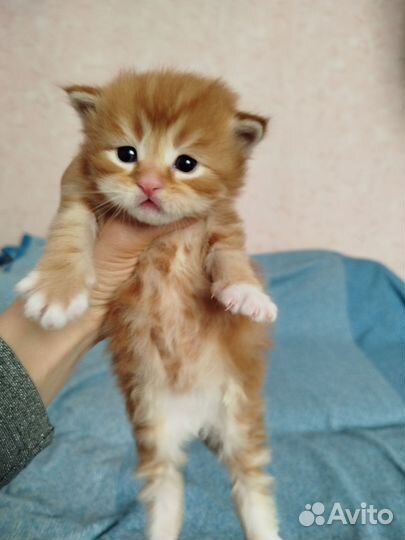 Шотландская кошка