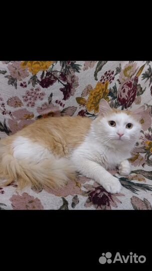 Ищем дом коту