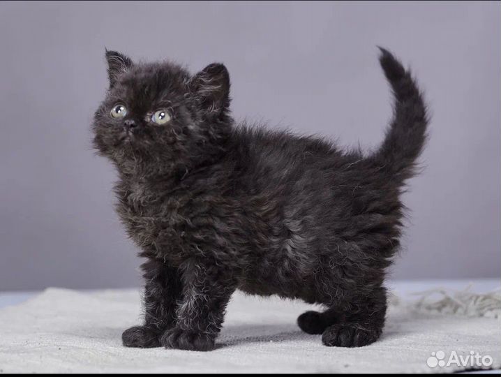 Кудрявые малыши