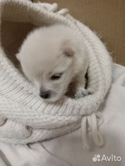 Померанский шпиц щенок