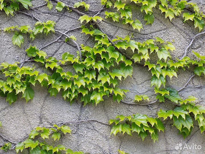 Саженцы дикого винограда триостренного Вичи