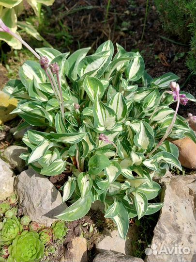 Многолетние растения для сада