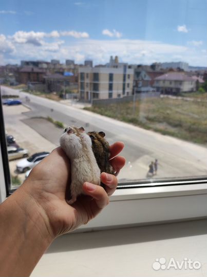Джунгарский хомяк с клеткой