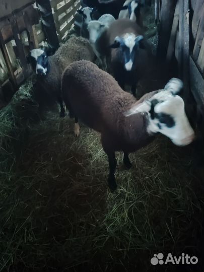 Бараны ягнята