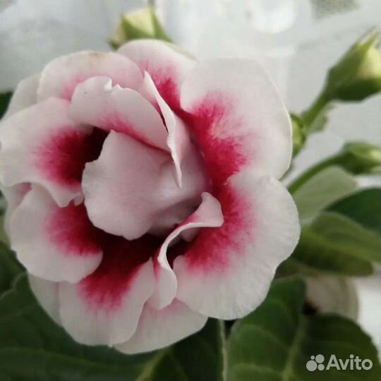 Глоксиния лист укоренившиеся